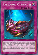 (UR) Paleozoic Olenoides MAMO-EN116 - Ships 9/4